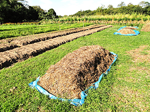 Curso da Embrapa ensinará agricultores  a produzir adubo orgânico 100% vegetal