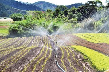 Atualmente, Friburgo é a maior produtora de morango, couve-flor e flores de corte do Estado do Rio, além de produzir hortaliças de modo geral (Foto: Henrique Pinheiro/Arquivo A VOZ DA SERRA)