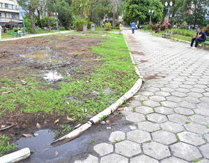 Corte dos eucaliptos trouxe danos a jardins e monumentos