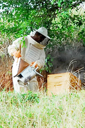 Agricultura financia produção de mel