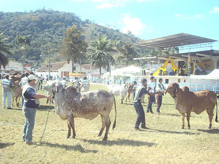 Bovinos da raça Gir mostraram qualidade e muita produção na Expo Cordeiro 2012 