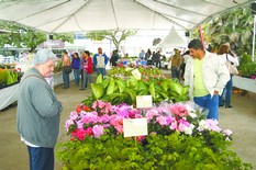 ExpoFlores abre festejos de aniversário da cidade