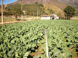 Agricultura é exemplo de superação em Nova Friburgo