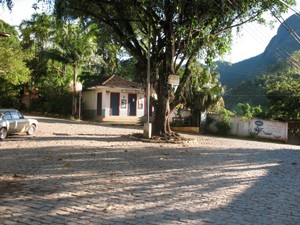 Uma árvore-símbolo para este município-parque