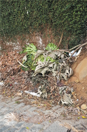 Empecilhos que dificultam a manutenção de jardins em Nova Friburgo