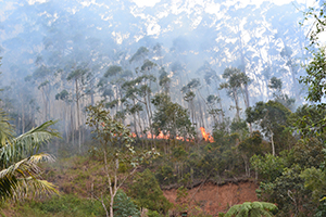 Inverno: período de estiagem requer cuidados para evitar fogo em vegetação