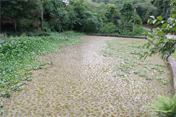 Morador do Parque Imperial tem projeto para entorno do lago