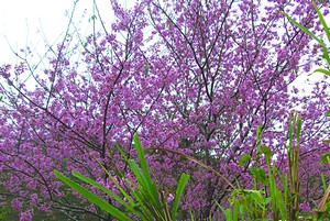 Cerejeiras de Nova Friburgo: o encanto cor-de-rosa que sobressai na natureza