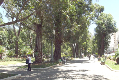 Praça Getúlio Vargas: eucaliptos preocupam população