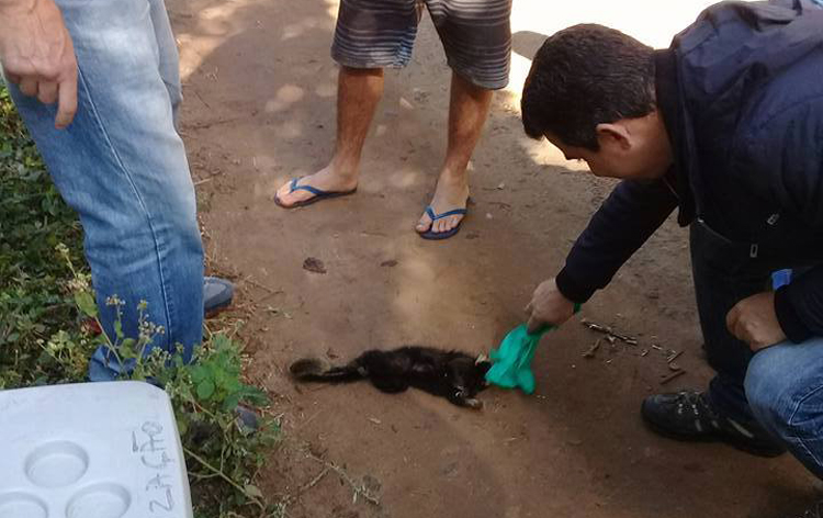 O macaco que apareceu morto em Barracão dos Mendes semana passada (Foto: Arquivo pessoal)