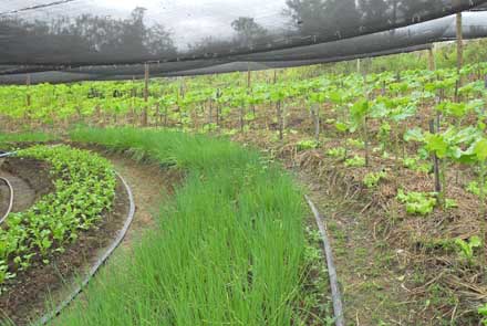 Rio Rural e Sebrae-RJ firmam parceria para fomentar cadeias do leite e de orgânicos