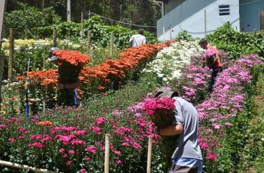 Setor também ampliou número de produtores e de áreas cultivadas (Amanda Tinoco/A Voz da Serra)