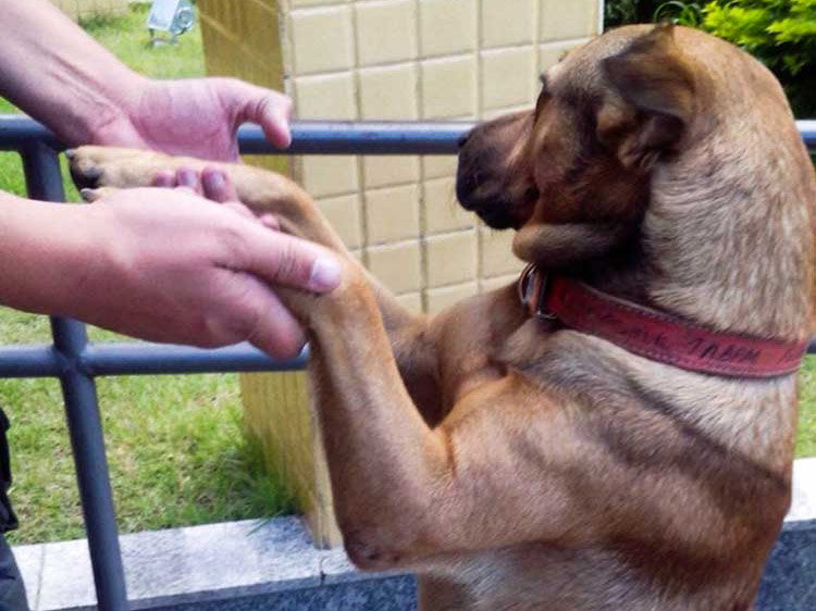 O cão, batizado de Novaes, foi abandonado pelo dono há alguns meses e tem sido alimentado na sede do batalhão (Divulgação) O cão, batizado de Novaes, foi abandonado pelo dono há alguns meses e tem sido alimentado na sede do batalhão (Divulgação)
