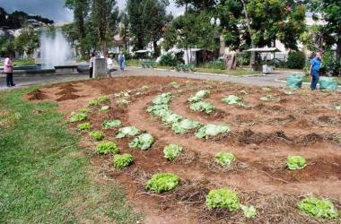 O jardim localizado na alameda central se transformou em uma verdejante plantação de alface e repolho, atraindo a atenção de quem passava (Lúcio Cesar Pereira/A Voz da Serra)