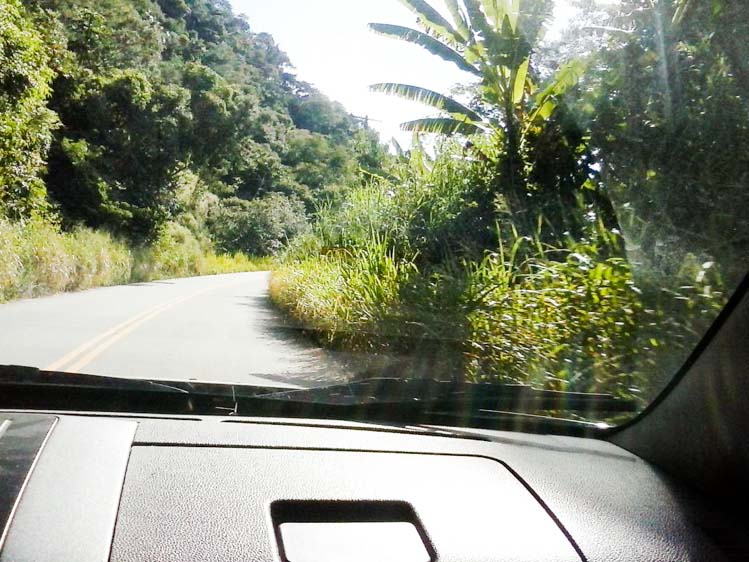 Mato cresce descontrolado na Estrada Serramar (Leitor, via WhatsApp)