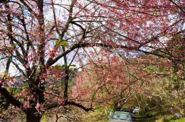 Crise hídrica ameaça realização do Hanami