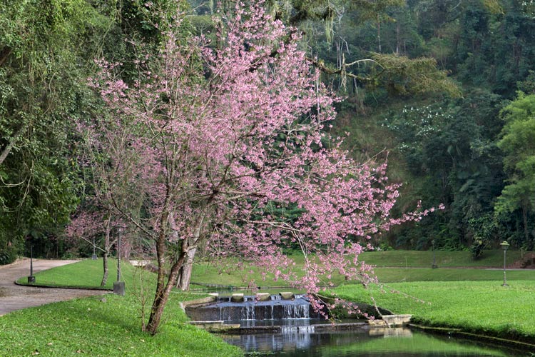 A exuberância da árvore está enchendo de charme os jardins do Nova Friburgo Country Clube (Foto: Regina Lo Bianco)