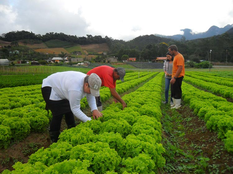 Nova Friburgo é um dos mais importantes polos agrícolas do estado, com uma diversificada produção (Foto: Paulo Figueiras)