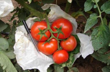 A proposta é melhorar o cultivo do tomate de mesa através de práticas ecológicas (Foto: Divulgação)