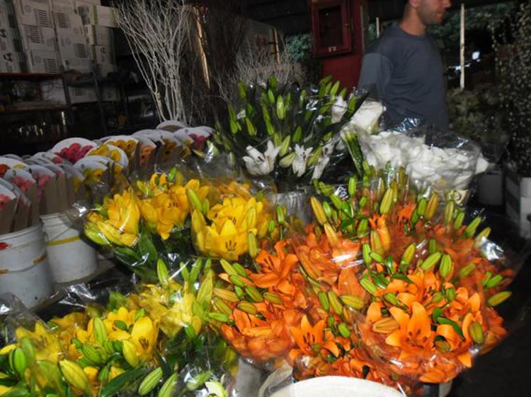 O artista floral Paulo Morelli ficou satisfeito com a qualidade e diversidade das flores cultivadas no estado (Foto: Divulgação Saepec)