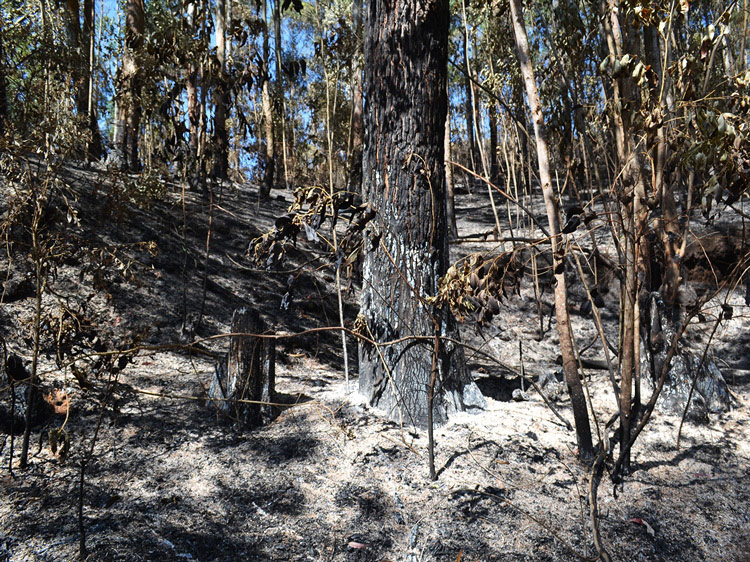 Uma área de mata nativa no Caledônia foi afetada pela queimada. Ontem de manhã ainda havia alguns focos no local (Foto: Henrique Pinheiro)