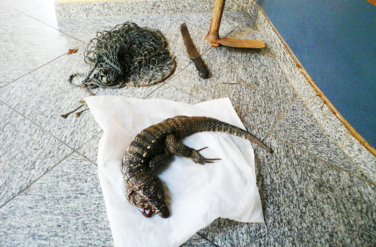 O lagarto foi encontrado dentro da mochila do jovem (Foto: BPRV)