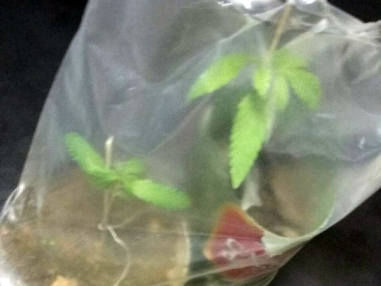 Os policiais encontraram dois pés de maconha na casa do rapaz (Foto: 11ºBPM)