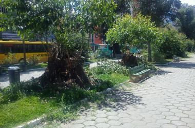 A poda em alguns brotos foi realizada semana passada e gerou polêmica (Foto: Lúcio Cesar Pereira)