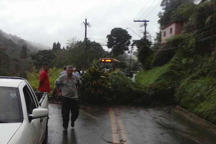 Uma árvore interditou a RJ-150 na altura da Chácara do Paraíso (Foto: leitor via WhatsApp)