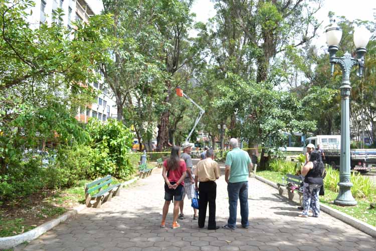 Prefeitura poda‭ ‬mais‭ ‬quatro eucaliptos na Praça Getúlio Vargas