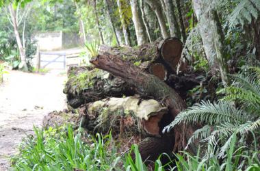 A madeira se deteriora no horto municipal (Foto: Henrique Pinheiro)