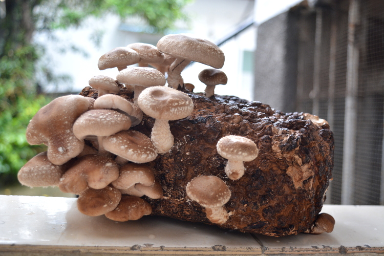 Produção de cogumelos shitake ganha destaque em Nova Friburgo