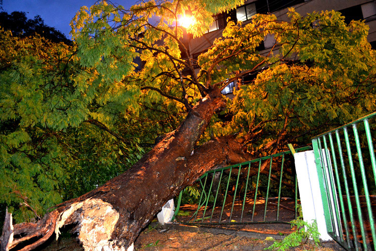Temporal derruba árvore, alaga ruas e dá nó no trânsito no Centro