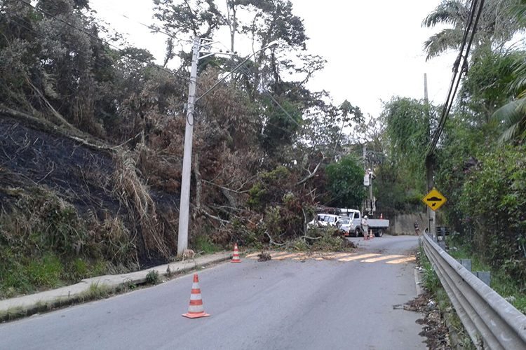 A árvore caiu sobre o poste e bloqueou trecho da RJ-148 (Foto: Alerrandre Barros)