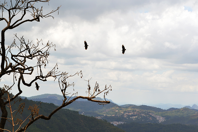 (Foto: Henrique Pinheiro)