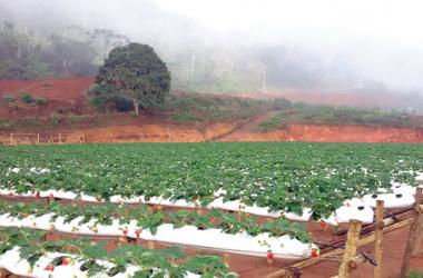 Plantação de morango, Campo do Coelho (Foto: Luciana Antunes)