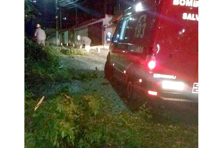 Uma árvore caiu no Alto de Olaria (Foto: Leitor via WhatsApp)