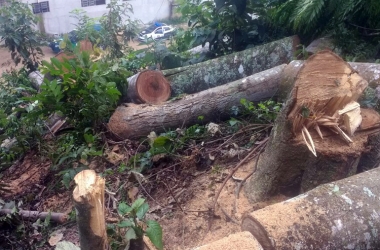 ​As árvores foram cortadas no bairro São Jorge (Foto: 5ª UPam/Três Picos)