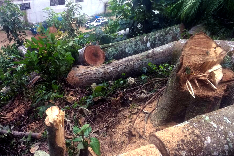 Árvores cortadas no bairro São Jorge, no distrito de Conselheiro Paulino, em dezembro de 2016 (Foto: 5º Upam/Três Picos)