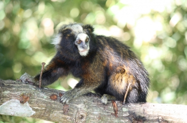 O sagui-da-serra-escuro pode desaparecer em 30 anos (Foto: ICMBio)