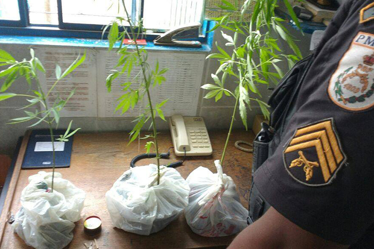 Pés da droga foram encontrados por policiais na Rua Welte Moraes Pinto (Foto: 11ºBPM)