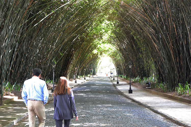 A alameda de bambus na entrada do Country (Fotos de Henrique Pinheiro)