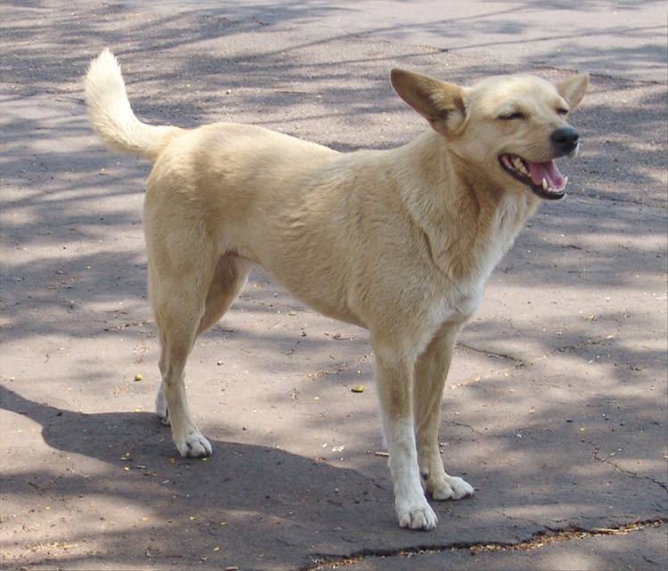 Prefeitura fará campanha de adoção de cães 