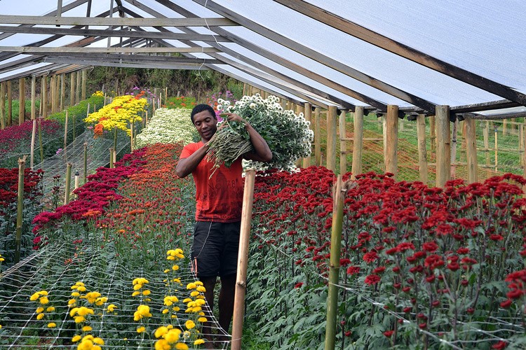 Produção de flores em Vargem Alta (Foto: Henrique Pinheiro)