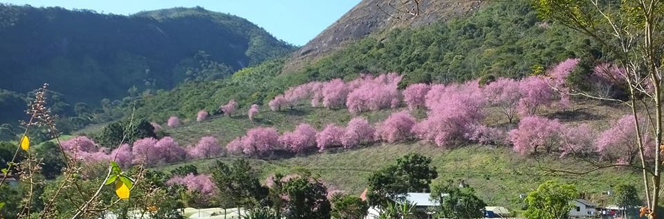 As cerejeiras em flor (Foto: Arquivo AVS)