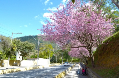 Cerejeira em flor na Via Expressa (Foto: Henrique Pinheiro)