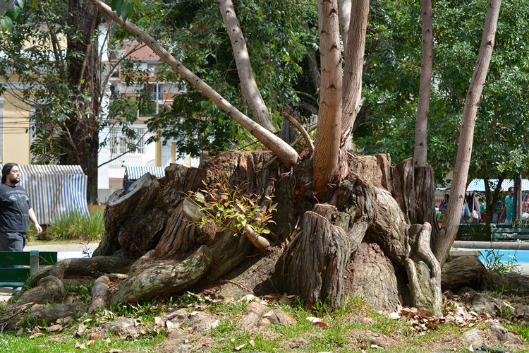 Depois da poda, em janeiro de 2015, brotos nasceram nas dezenas de troncos cortados dos eucaliptos da praça (Fotos: Henrique Pinheiro)