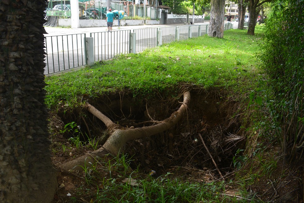 Os buracos expõem as raízes das árvores (Fotos: Henrique Pinheiro)