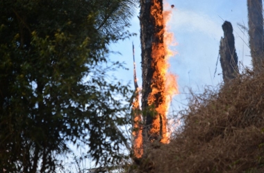 Numa imagem marcante, um tronco queimado lembra uma santa observando a árvore arder em chamas na mata da Via Expressa (Foto: Henrique Pinheiro)