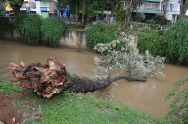 A árvore tombada sobre o leito do rio (Fotos: Henrique Pinheiro e Adriana Oliveira)